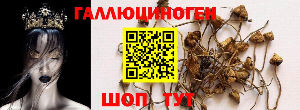 Псилоцибиновые грибы MAGIC MUSHROOMS  Вход с VPN  Амурск 
